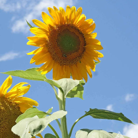 Mammoth Russian Sunflower Seeds 3620