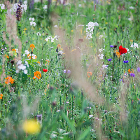 All Perennial Wildflower Mix Seeds 3812