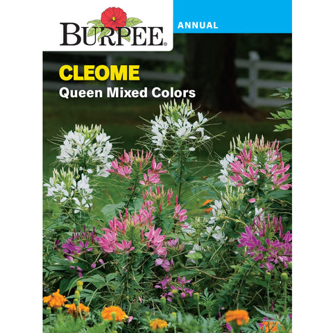 Cleome Queen mixed colors