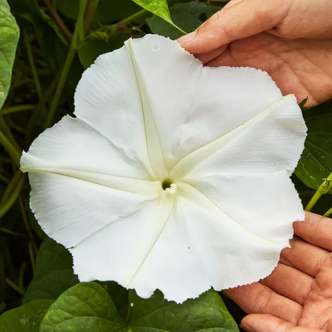 Giant White Moonflower Seed Pack 44081