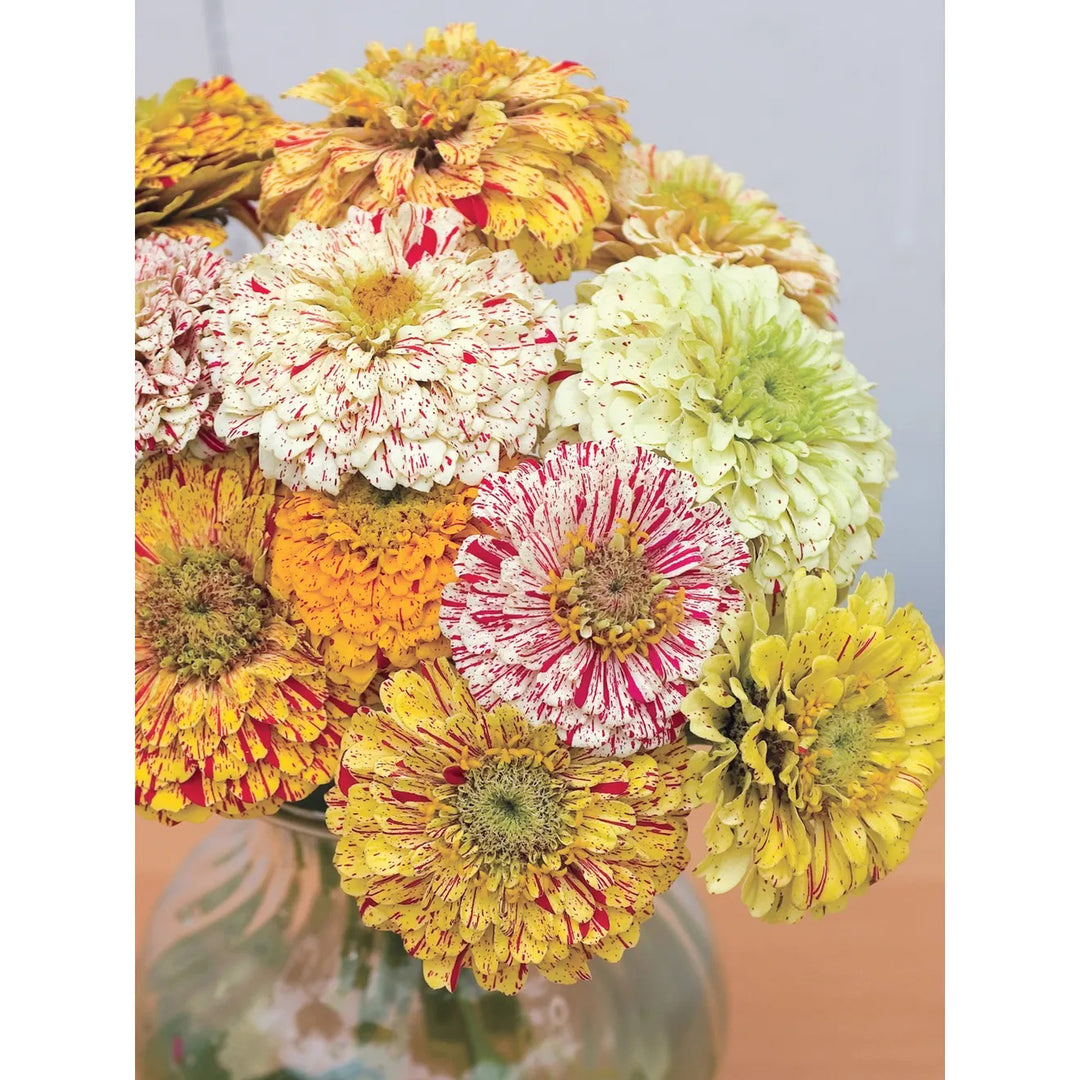 Burpee Zinnia, Candy Cane Mix Flower Seed Pack 47225 – Good's Store Online