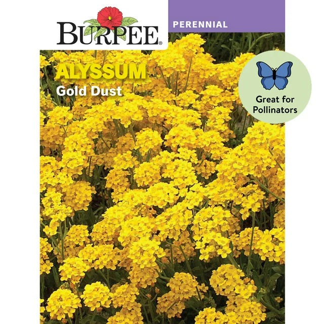 Alyssum Gold Dust Flower Seed Pack 49106