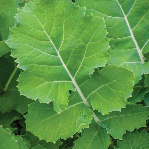 Premier Kale Seed Pack 52261