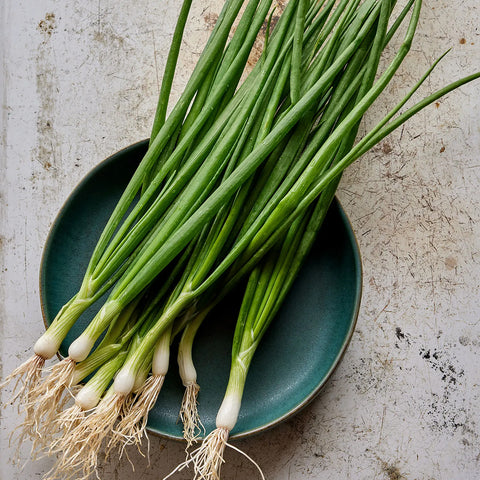 White Lisbon Bunching Onion Seed Pack 53741