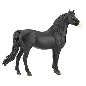 Spanish Mustang stallion