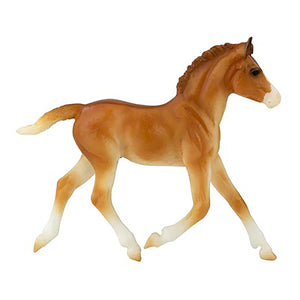 Spanish Mustang foal