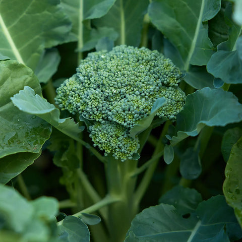 Waltham Broccoli Seed Pack 54947