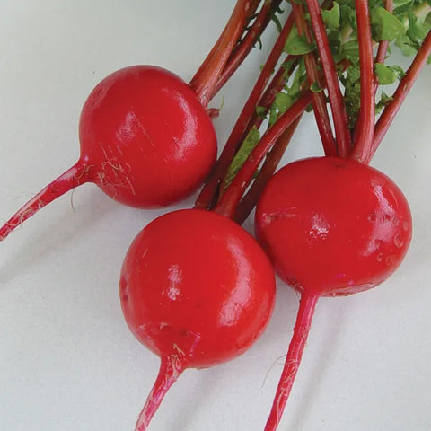 Crimson Giant Radish Seed Pack 56051
