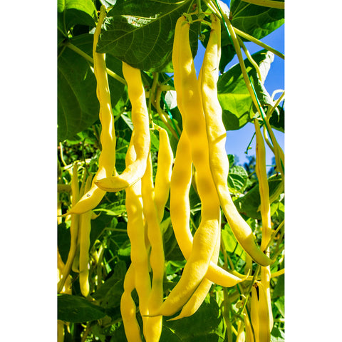 Neckargold Yellow Pole Bean 60080