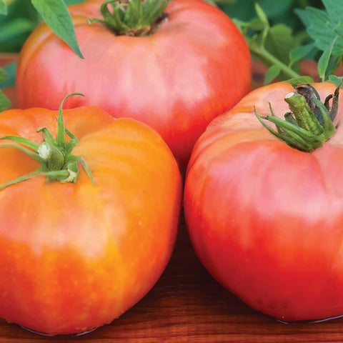 Brandywine Red Tomato Seed Pack 60468