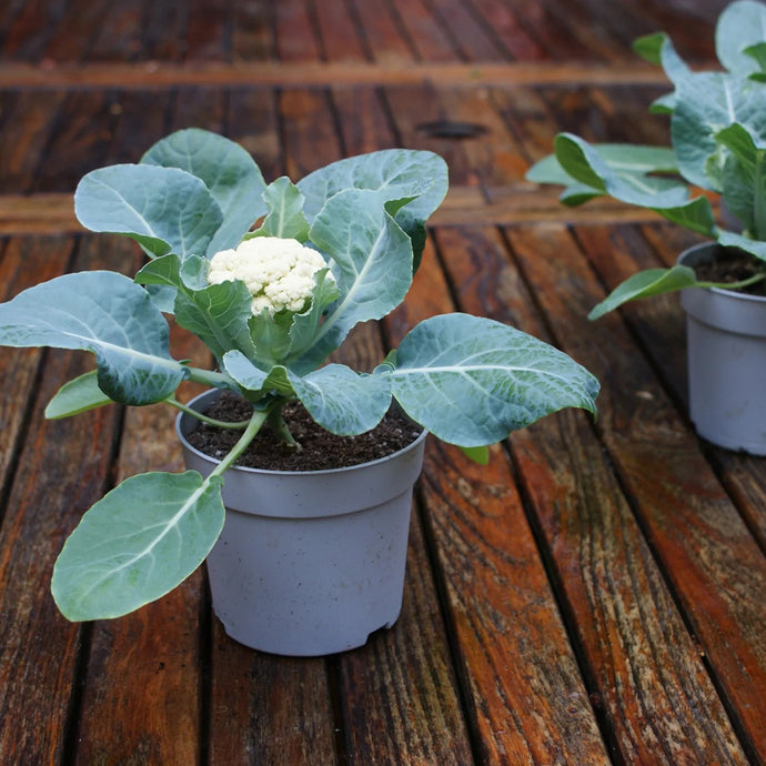 Baby F1 Hybrid Cauliflower