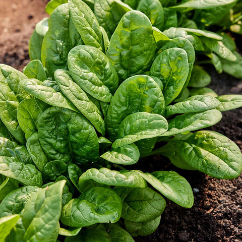 Bloomsdale Spinach Seed Pack 60934