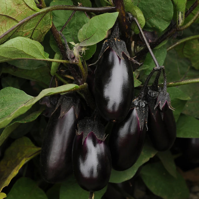 Patio Baby F1 Hybrid Eggplant