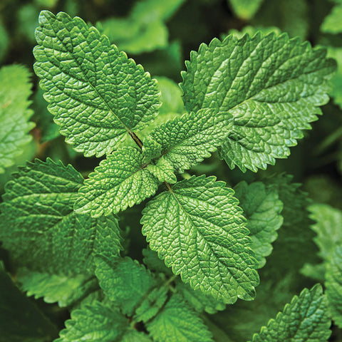 Lemon Balm Seed Pack 61458