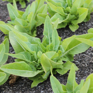 Amish Deer Tongue Lettuce