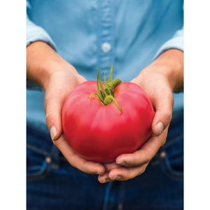 Tomato Medium Rare Hybrid