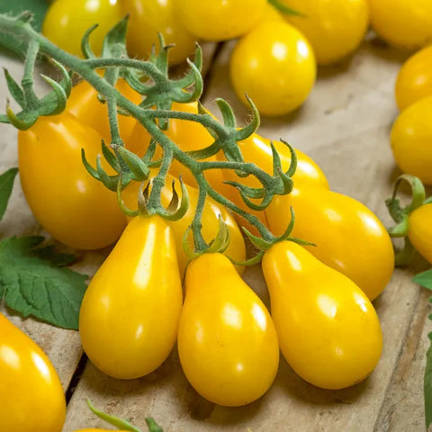 Yellow Pear Tomato Seed Pack 63107