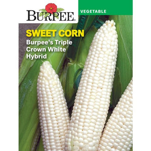 Sweet Corn Burpee's Triple Crown White Hybrid Seed Pack 65122
