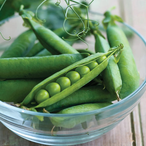 Easy Peasy Pea Seed Pack 65776