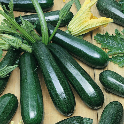 Black Coral Zucchini Squash Seeds 65800