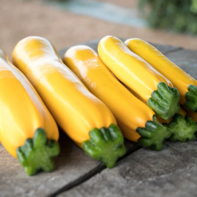 Max's Gold F1 Hybrid Zucchini Squash