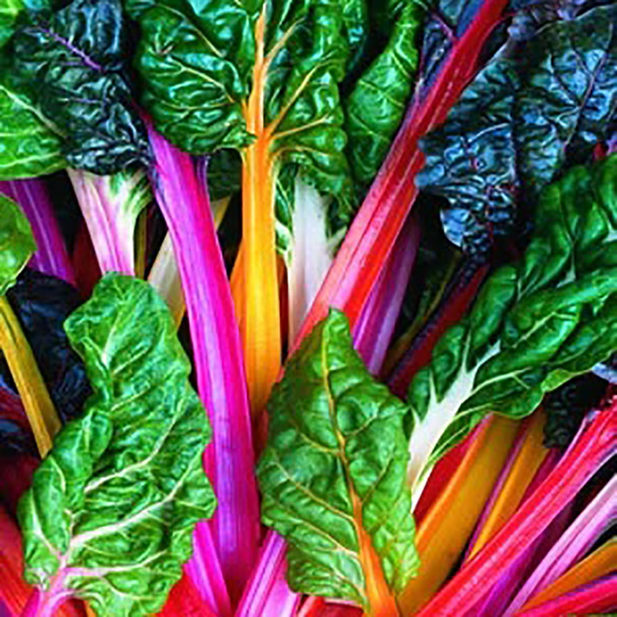 Bright Lights Swiss Chard