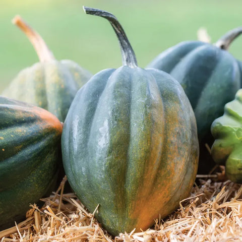 Early Acorn Winter Squash Seed Pack 66910