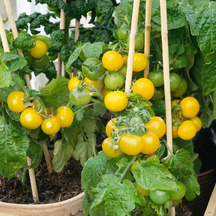 Yellow Hybrid Cherry Tomatoes