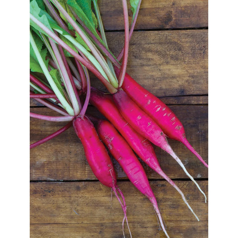 Organic Radish Salad Rose