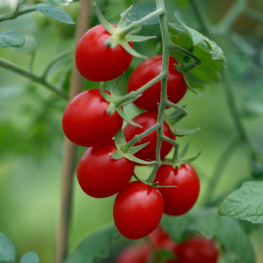 Ruby Crush Grape Tomato