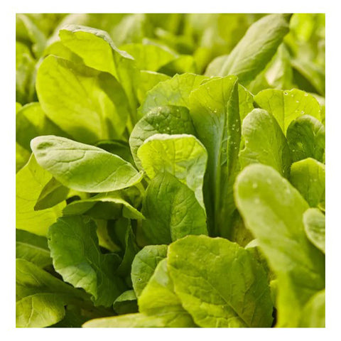 Tendergreen Mustard Seed Pack 69638