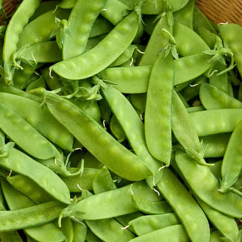 Oregon Sugar Pod II Pea Seed Pack 69642