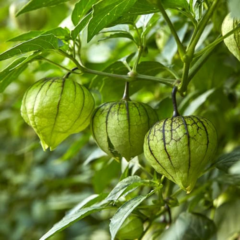 Gigante Verde Tomatillo Seeds 69665