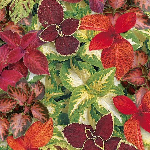Wizard Select Mix Coleus