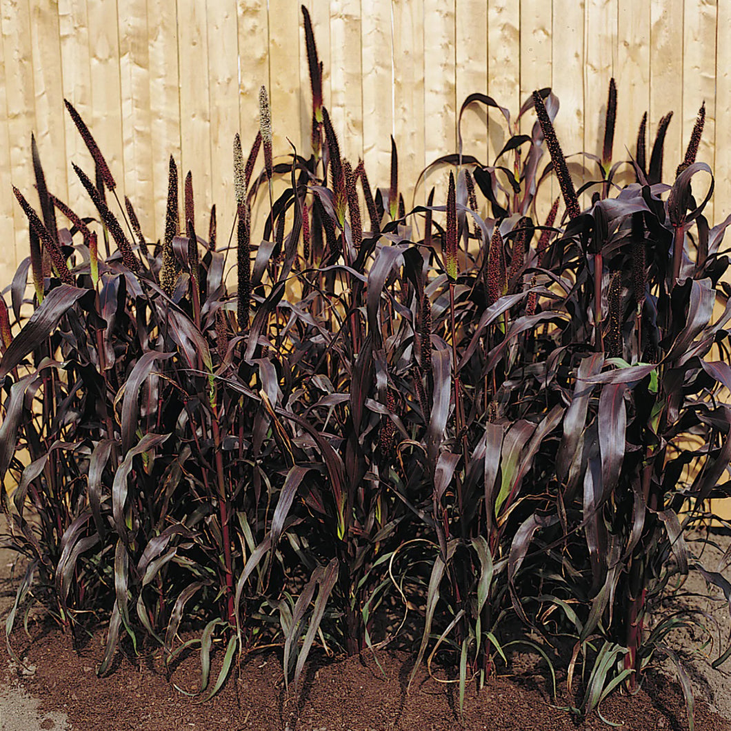 Purple Majesty Ornamental Millet