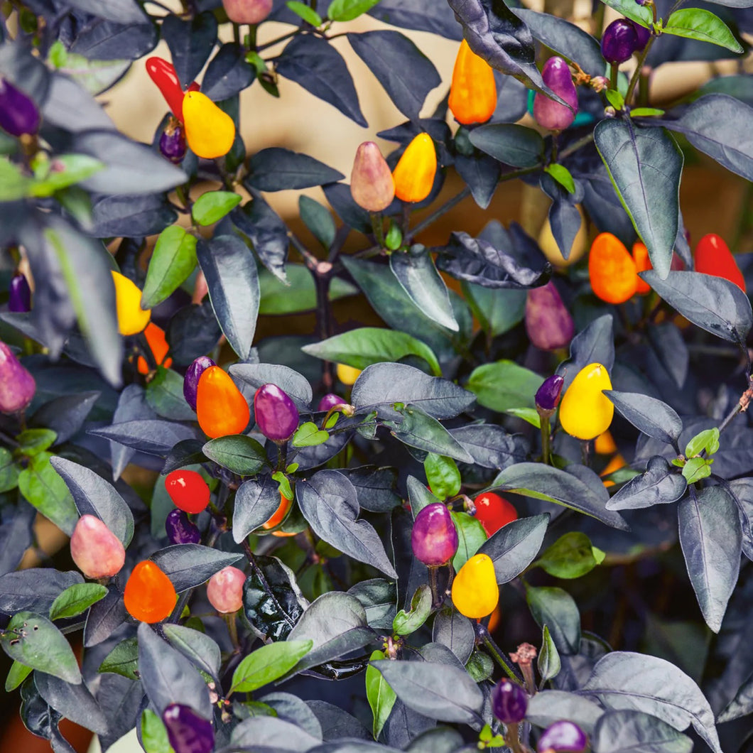 Autumn Time Ornamental Pepper
