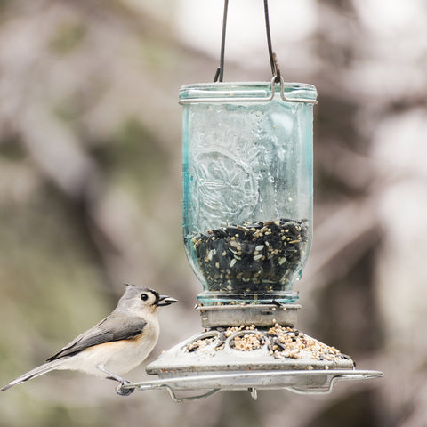 Bird feeding at Perky-Pet Glass Mason Jar Bird Feeder