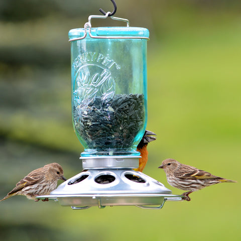 Three birds feeding at Perky-Pet Glass Mason Jar Bird Feeder