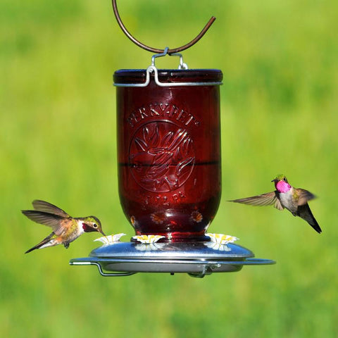Two hummingbirds feeding at Perky-Pet Glass Mason Jar Hummingbird Feeder