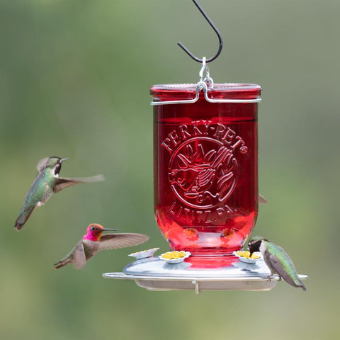 Three hummingbirds feeding at Perky-Pet Glass Mason Jar Hummingbird Feeder