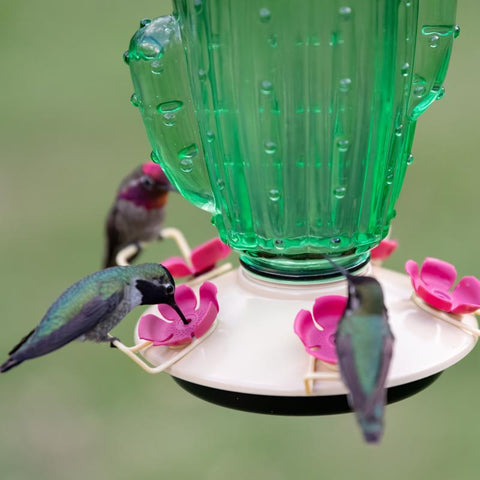 Hummingbirds feeding at Perky-Pet Glass Cactus Top-Fill Hummingbird Feeder