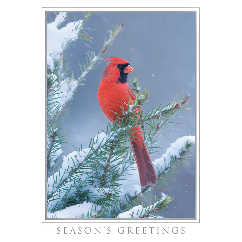 Let Nature Sing Christmas Boxed Cards 953500