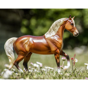 Silver Bay Morab Horse 958