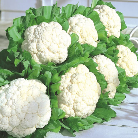 Snow Crown Hybrid Cauliflower