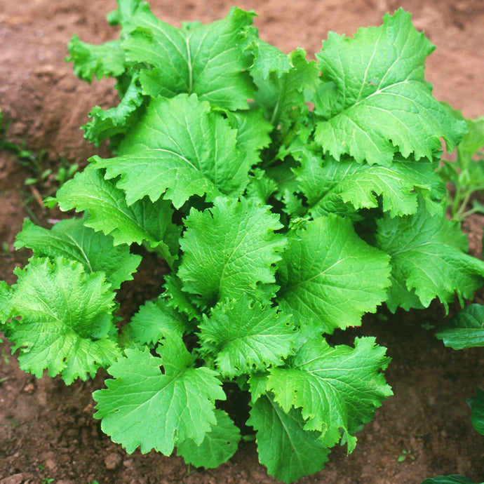 Southern Giant Curled Mustard