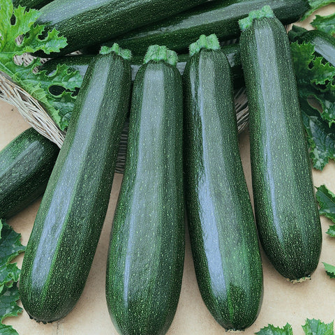 Garden Spineless Zucchini Squash Seed Pack 9911440