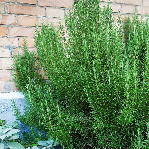 Rosemary Seed Pack 9914900