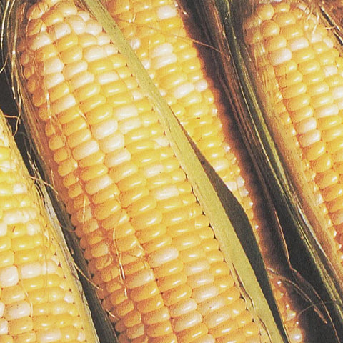 Butter & Sugar Sweet Corn Seeds 9921503