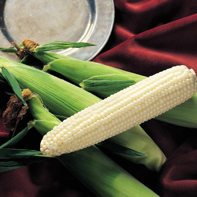 Silver King Sweet Corn Seeds 9922953