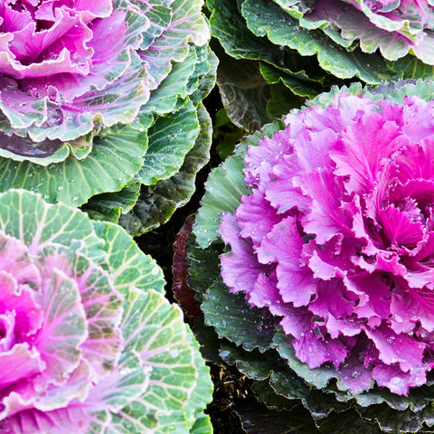 Flowering Cabbage Seed Pack 9932440